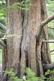 《野狗子》由开放式地图设计转变为当前的区域模式